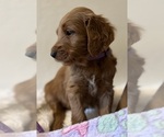 Small Photo #6 Goldendoodle Puppy For Sale in PLACERVILLE, CA, USA