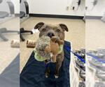 Small #2 Boxer Mix