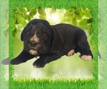 Puppy Charity Golden Mountain Dog