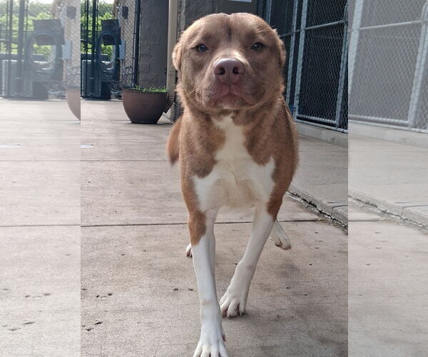 Medium Photo #3 American Pit Bull Terrier-Huskies  Mix Puppy For Sale in Munford, TN, USA