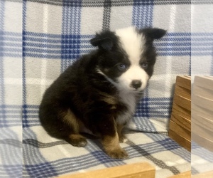 Miniature Australian Shepherd Puppy for sale in FORT MORGAN, CO, USA