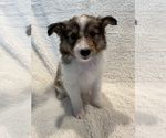 Puppy Sable Mahogany Shetland Sheepdog