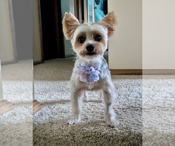 Medium Photo #1 Mutt Puppy For Sale in St. Louis Park, MN, USA