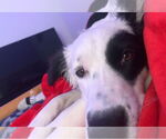 Small #2 Australian Shepherd Mix