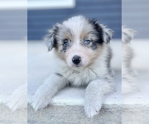 Australian Shepherd Puppy for sale in LODA, IL, USA