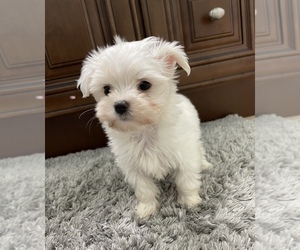 Maltese Puppy for sale in ALBUQUERQUE, NM, USA