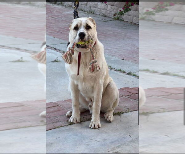 Medium Photo #3 Mutt Puppy For Sale in San Diego, CA, USA