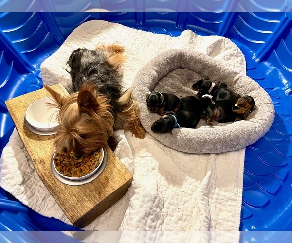 Medium Photo #4 Yorkshire Terrier Puppy For Sale in WOODSTOCK, CT, USA