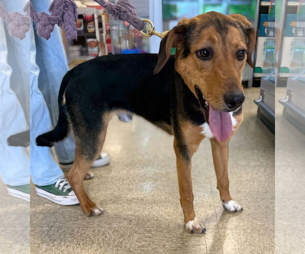 Medium Photo #8 German Shepherd Dog-Unknown Mix Puppy For Sale in Rustburg, VA, USA