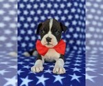Small Photo #6 Boxer Puppy For Sale in KIRKWOOD, PA, USA