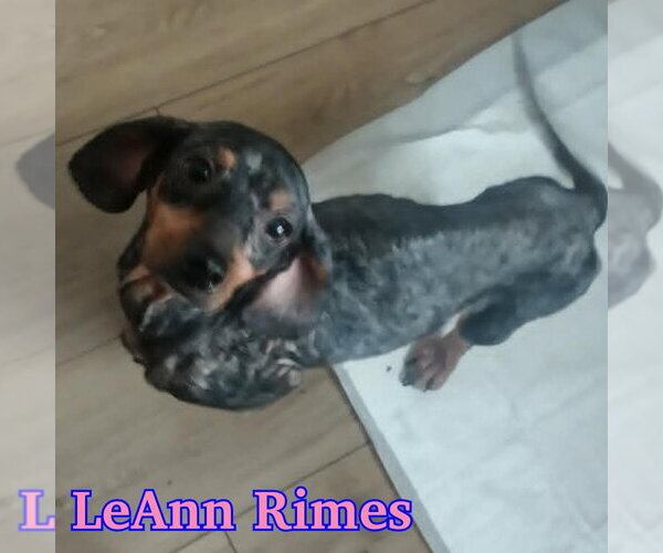 Medium Photo #15 Dachshund Puppy For Sale in San Antonio, TX, USA