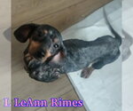 Small #14 Dachshund
