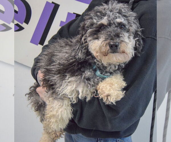 Medium Photo #3 Poodle (Standard)-Unknown Mix Puppy For Sale in Huntley, IL, USA