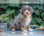 Image preview for Ad Listing. Nickname: Litter of 8