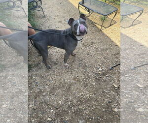 Mercy Grace - Female Bullboxer Pit Dog for Adoption - Photo #2