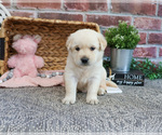 Small #2 Labrador Retriever