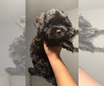 Small Poodle (Standard)-Shih Tzu Mix