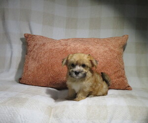 Morkie Puppy for Sale in COOKEVILLE, Tennessee USA