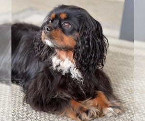 Mother of the Cavalier King Charles Spaniel puppies born on 06/06/2023