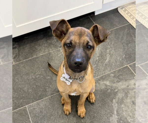 Medium Photo #10 Mountain Cur-Unknown Mix Puppy For Sale in Boston, MA, USA