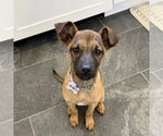 Small #9 Mountain Cur Mix