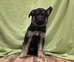 Puppy Red German Shepherd Dog