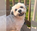 Small #2 Lhasa Apso