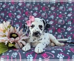 Small #4 Dalmatian