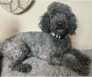 Bichon Frise-Unknown Mix Dogs for adoption in Germantown, OH, USA