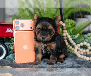 Yorkshire Terrier Puppy for sale in NARVON, PA, USA
