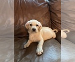 Small #4 Labrador Retriever