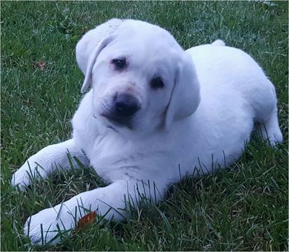 Medium Photo #1 Labrador Retriever Puppy For Sale in MACON, MO, USA