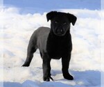 Small Photo #2 Shepradors Puppy For Sale in FREDERICKSBG, OH, USA