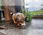 Puppy Scotty Mal-Shi