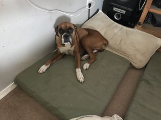 Mother of the Boxer puppies born on 04/15/2018