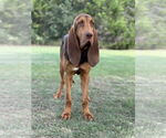 Small #4 Bloodhound