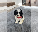 Small #6 Cavapoo