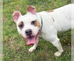 Small American Pit Bull Terrier