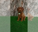Small #3 Goldendoodle (Miniature)