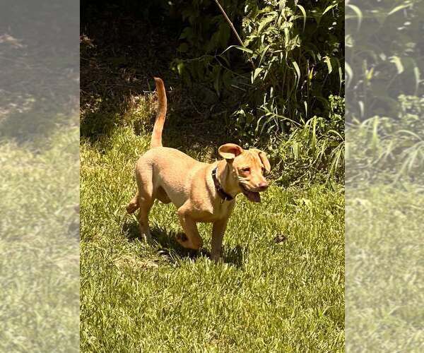 Medium Photo #39 Labrador Retriever-Unknown Mix Puppy For Sale in New York, NY, USA
