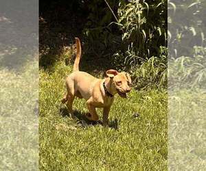 Peanut (AL) - Male Labrador Retriever-Unknown Mix Dog for Adoption - Photo #39