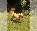 Small #38 Labrador Retriever Mix