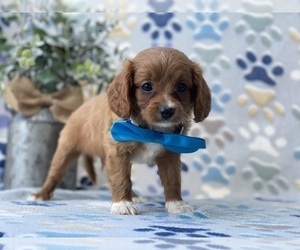 Cavapoo Puppy for sale in LANCASTER, PA, USA