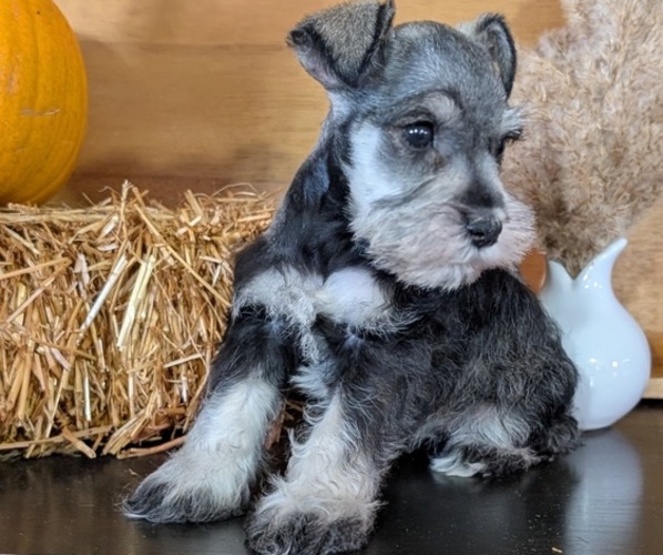 Medium Photo #8 Schnauzer (Miniature) Puppy For Sale in GOSHEN, IN, USA