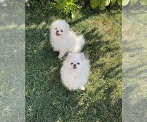 Miniature Spitz Puppy for sale in Chisinau, Chisinau Municipality, Moldova