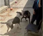 Small #3 Mutt