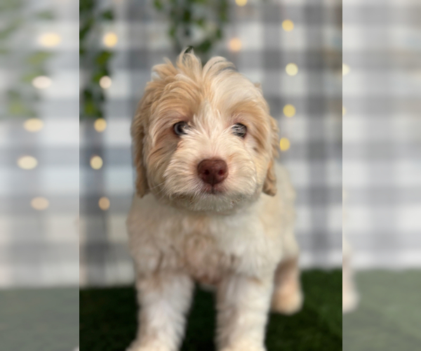 Medium Photo #4 Aussie-Poo Puppy For Sale in MARIETTA, GA, USA