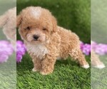 Small #7 Poodle (Toy)