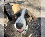 Small #2 Great Pyrenees Mix