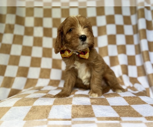 Medium Photo #5 Cavapoo (Miniature) Puppy For Sale in LAKELAND, FL, USA